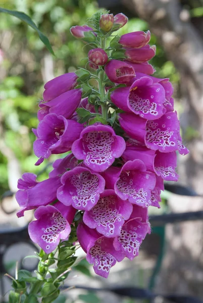 Bahçede Güzel foxglove