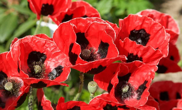 Kırmızı gelincikler tarlada