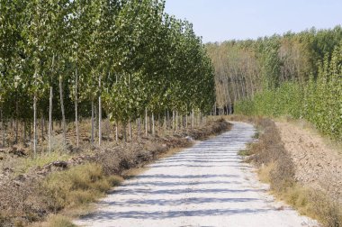 Kavak Fuente Vaqueros, Andalusia, Granada, İspanya arasındaki yol