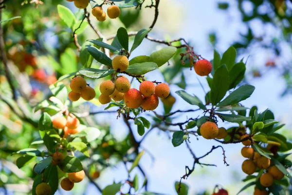 Arbutus Träd Mogna Smultronträd Frukter Granada — Stockfoto
