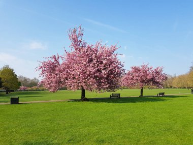 Battersea parkta baharda pembe çiçeklerile Ağaçlar