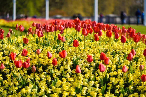 Красные тюльпаны возле Букингемского дворца в Лондоне — стоковое фото