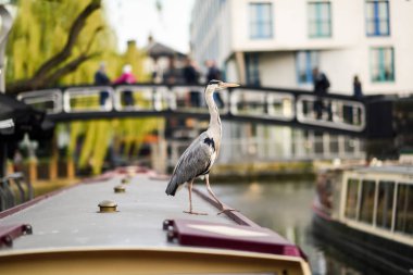 Küçük Venedik'te Heron veya ardea cinerea, Camden kasabası, Londra, İngiltere