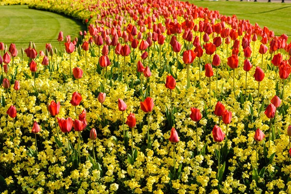 Des tulipes rouges dans un jardin urbain à Londres . — Photo