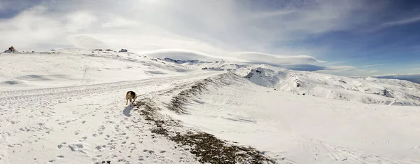 Skidorten Sierra Nevada på vintern, full av snö. — Stockfoto