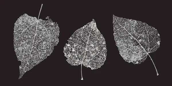 Zestaw biały szary szkielety liści na czarnym tle. Upadły liści jesienią wzorów. Naturalny liść aspen i brzoza. Ilustracja wektorowa — Wektor stockowy