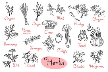 Set drawings of herbs used in cooking for design menus, recipes and packages product clipart