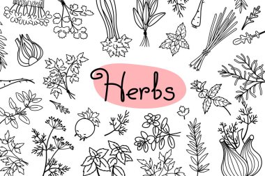 Arka plan ile çeşitli otlar pişirme ve yazıt menü, yemek tarifleri ve ambalaj ürünleri tasarımı için kullanılan. Vektör çizim