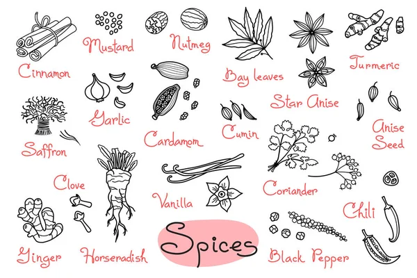 Set drawings of spices for design menus, recipes and packages product — Stock Vector