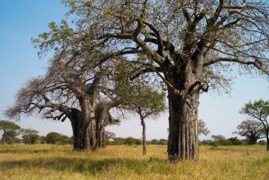 Baobab ağaçları Savannah, Tarangire Milli Parkı, Tanzanya