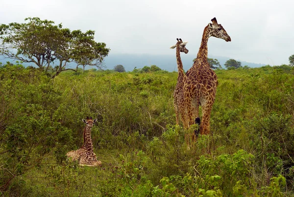 Три Смешных Жирафа Национальном Парке Аруша Танзания — стоковое фото
