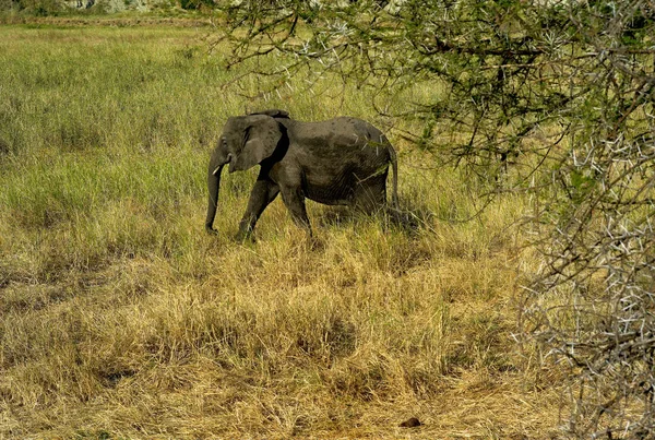 Ein Elefantenkalb Läuft Durch Grasland Tarangire Nationalpark Tansania — Stockfoto