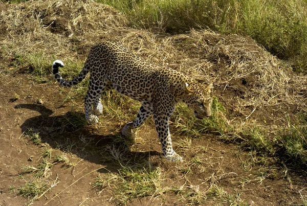 Leopard Promenader Genom Gräsmark Serengeti Tanzania — Stockfoto