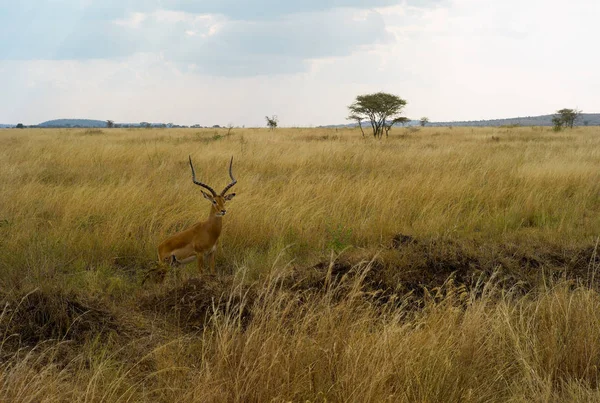 Tanzanya Daki Serengeti Ulusal Parkı Otsu Bir Düz Ayakta Impala — Stok fotoğraf