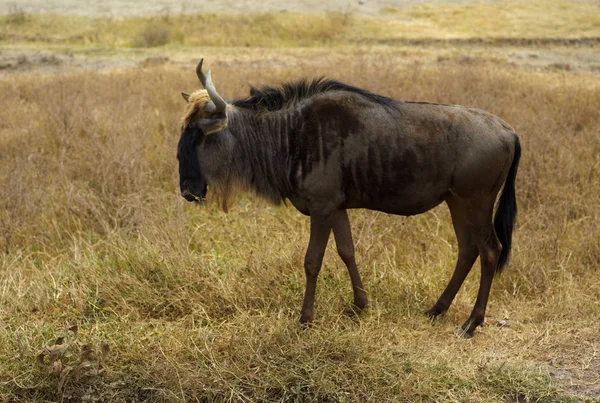 Wildebeest Nel Cratere Ngorongoro Tanzania — Foto Stock