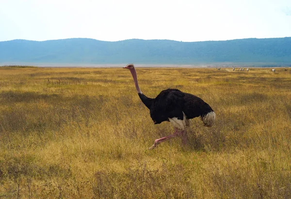 Ngorongoro Krateri Tanzanya Içinde Çalışan Deve Kuşu — Stok fotoğraf
