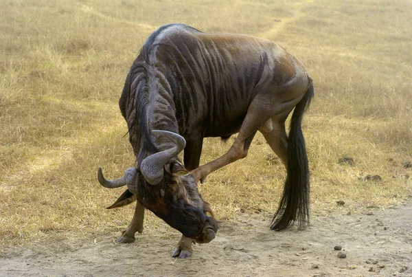 Wildebeest Nel Cratere Ngorongoro Tanzania — Foto Stock