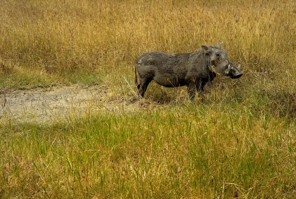 Warthog Grassy Plain Ngorongoro Crater Tanzania — Stock Photo, Image