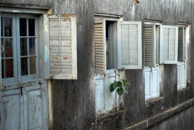 Bir cephe, Stone Town, Zanzibar büyüyen bitki