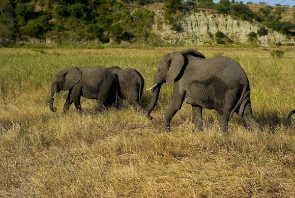 Tres Elefantes Parque Nacional Tarangire Tanzania — Foto de Stock