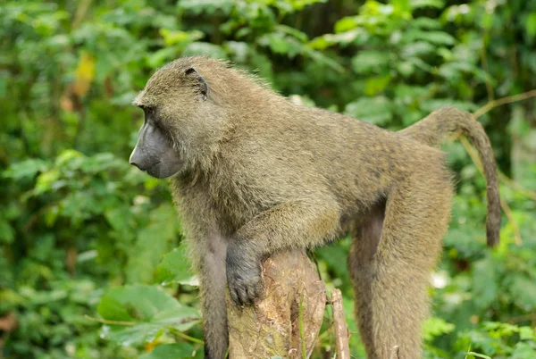 Single Baboon Terisolasi Terhadap Latar Belakang Blurred Green Foliage — Stok Foto