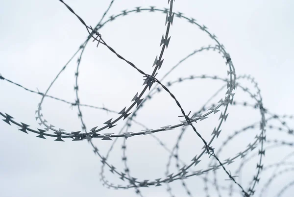 Coiled Barbed Wire against a White Background - A Concept for Border Security