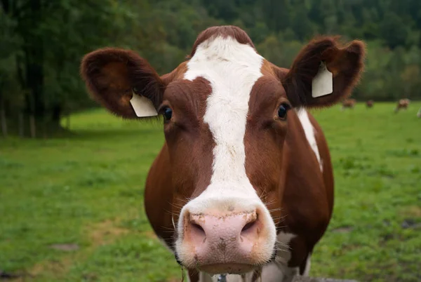 Der Kopf Einer Kuh Auf Einer Grünen Weide — Stockfoto