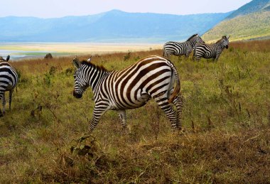 Ngorongoro krateri, Tanzanya yürüyen Zebras