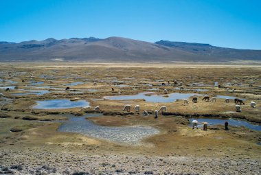 Peru Llamas sürüsü, yatay