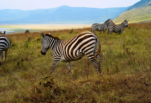 Cebras Caminando Cráter Ngorongoro Tanzania —  Fotos de Stock