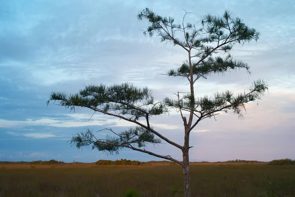 Romantische Und Schöne Abendlandschaft Der Waldlichtung Mit Zypressenbaum Vordergrund — Stockfoto