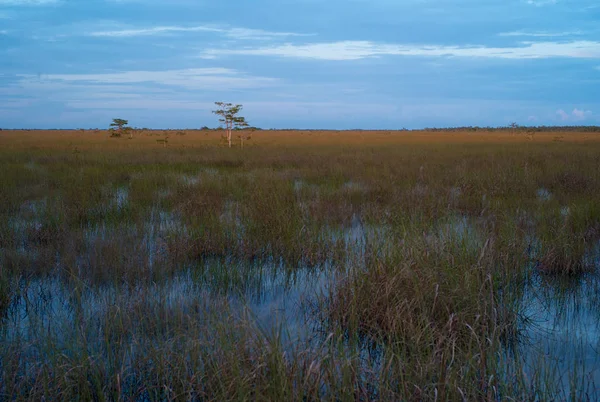 Das Sumpfland Der Waldlichtungen Abend Mit Zypressen Und Sägegras — Stockfoto