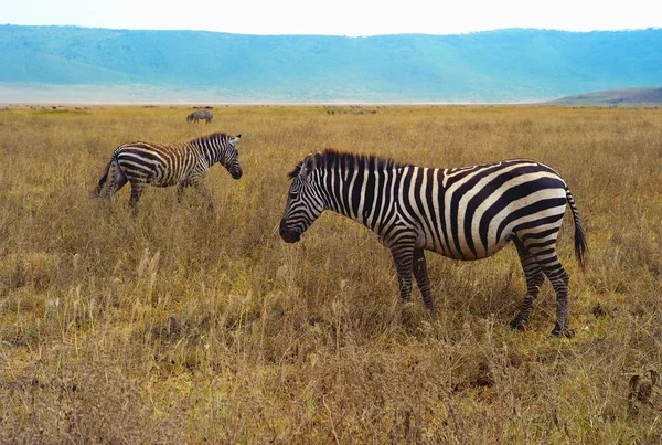 Three Zebras Ngorongoro Crater Tanzania — Stock Photo, Image