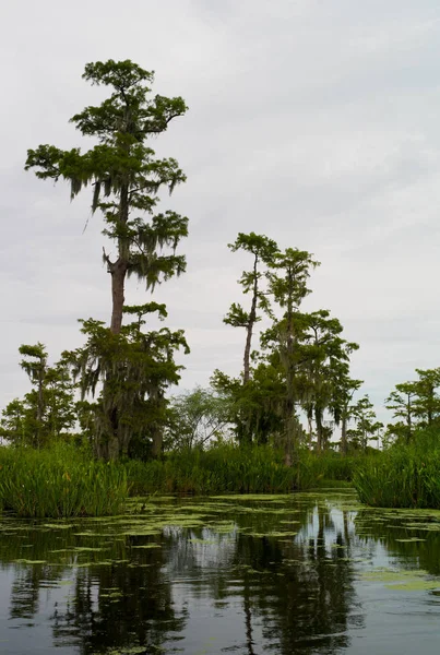 Sumpflandschaft Mit Bäumen Louisiana — Stockfoto
