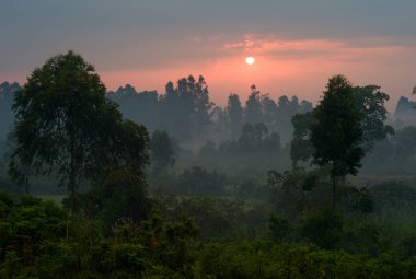 Romantik Misty yatay, ağaçlar alacakaranlıkta, Uganda