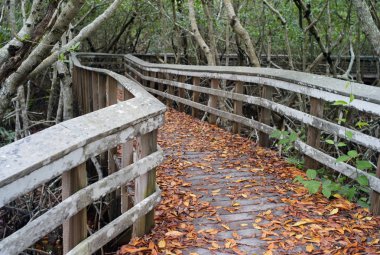 Ahşap tahta düşmüş yaprakları Everglades, Florida, ABD ile