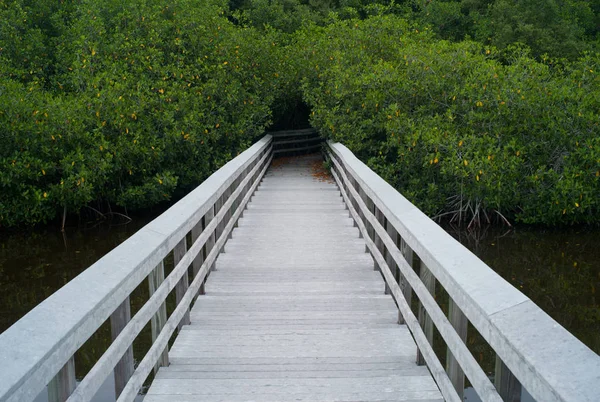 Passeio Marítimo Nos Everglades Flórida Eua — Fotografia de Stock