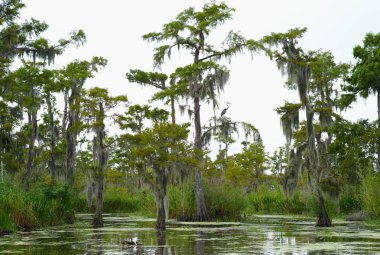 Louisiana Bayou su İspanyol yosun kaplı selvi ağaçları