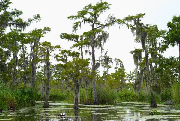 Zypressen Bedeckt Mit Spanischem Moos Wasser Eines Köders Louisiana — Stockfoto
