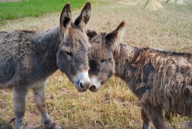 İki komik, sevimli ve şirin kahverengi-gri eşekler birbirleri ile oynamak