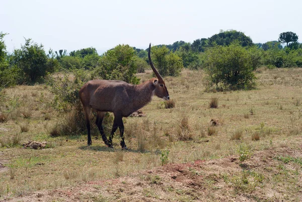 Bir Waterbuck Uzun Boynuzlu Ormanın Uganda Üzerinden Paça — Stok fotoğraf