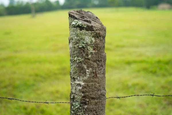 Natuurlijke Ruwe Houten Fencepost Met Prikkeldraad Een Groene Weide Met — Stockfoto