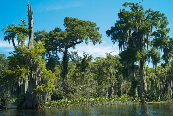 Sumpfzypresse mit hängendem spanischem Moos im Fluss Wakulla, Florida, Vereinigte Staaten — Stockfoto
