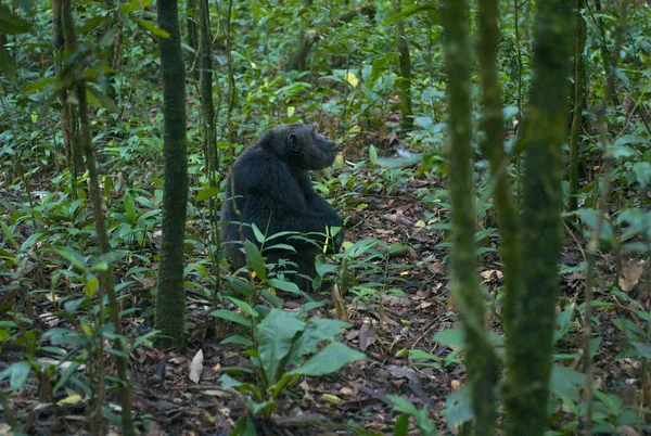 Ένα Ενιαίο Χιμπατζή Που Κάθεται Μέσα Στο Πυκνό Πράσινο Δάσος — Φωτογραφία Αρχείου