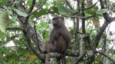 Yaprakları ve yeşillik Uganda, Afrika ile uzun bir ağaç dalı üzerinde oturan bir vahşi maymun