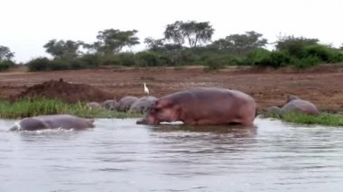Suaygırları Riverbank Uganda doğal ortamlarında, suda