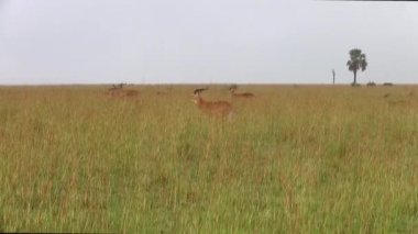 Uganda, Afrika 'da bir Grass Plain Wild Impala Antelopes bir grup