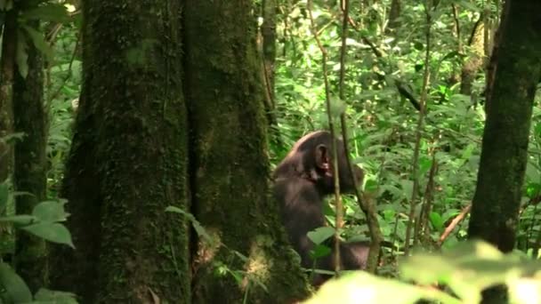 Een Chimpansee Zittend Grond Een Groene Jungle Forest Van Achter — Stockvideo