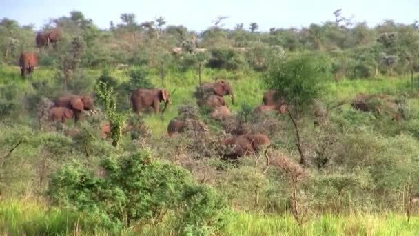 Herd Elephants Beautiful Landscape Green Bush Uganda East Africa — Stock Video