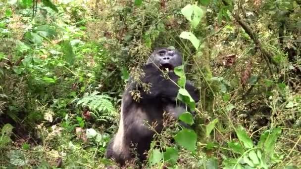 Grand Gorille noir se nourrissant dans le sous-bois épais de la jungle dans la forêt impénétrable de Bwindi en Ouganda, Afrique de l'Est 